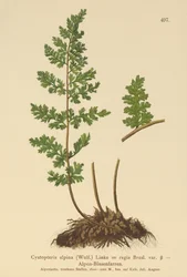 Fougère cystoptère alpine